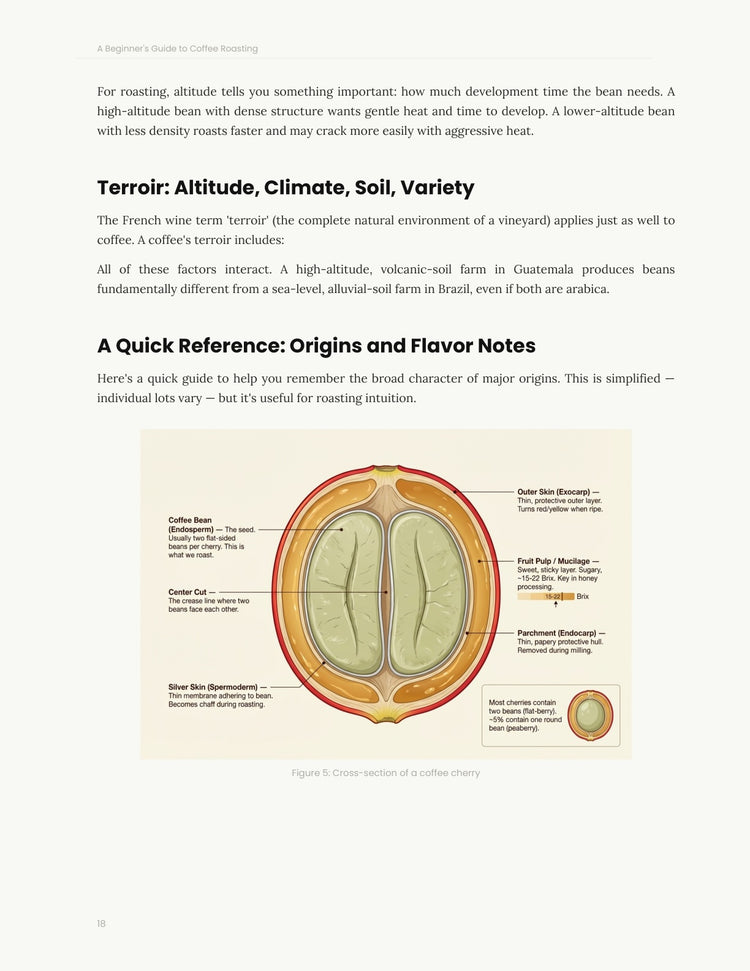 The Roasting Bible — Book 1: A Beginner's Guide to Coffee Roasting (Digital version 165 pages)