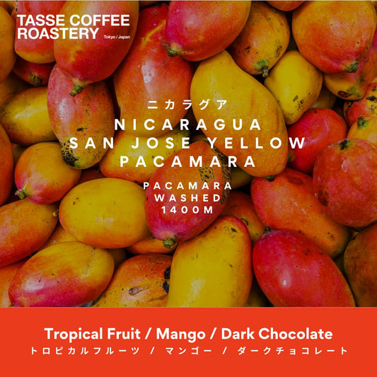 Nicaragua San Jose Yellow Pacamara Washed